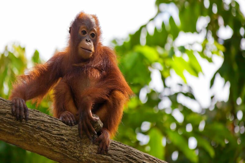 A baby Orangutan sitting on a tree branch