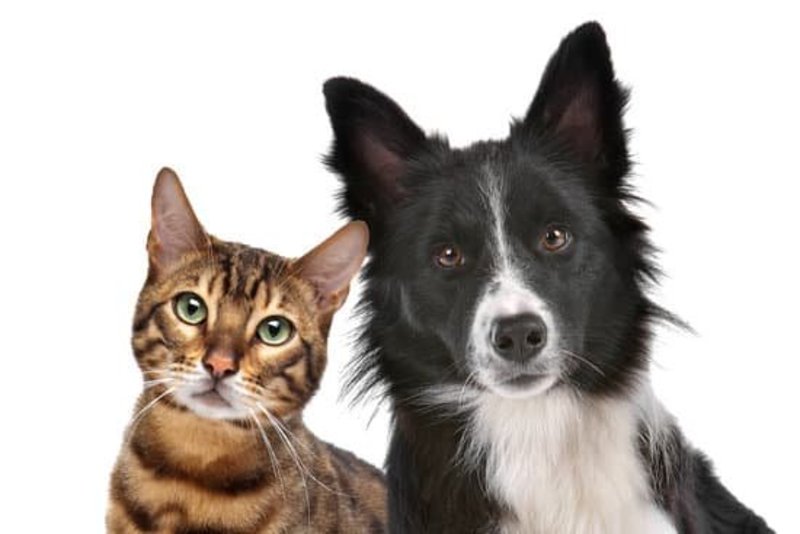 cat and dog looking puzzled