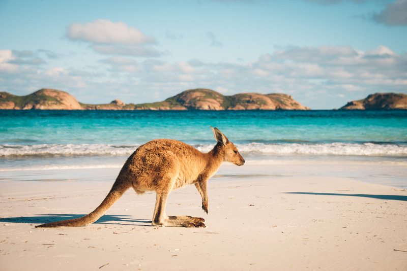 a little kangaroo is sitting on one of the best beaches in Esperance. The Roo is on the white sandy beach of Lucky Bay. the clear blue water is softly lapping the shore. The granite bay can be seen off in the distance.