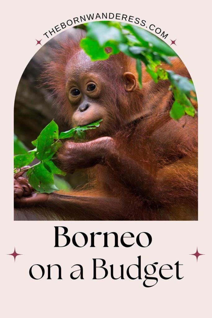 Photo of a baby orangutan. Text below reads "Borneo on a Budget."