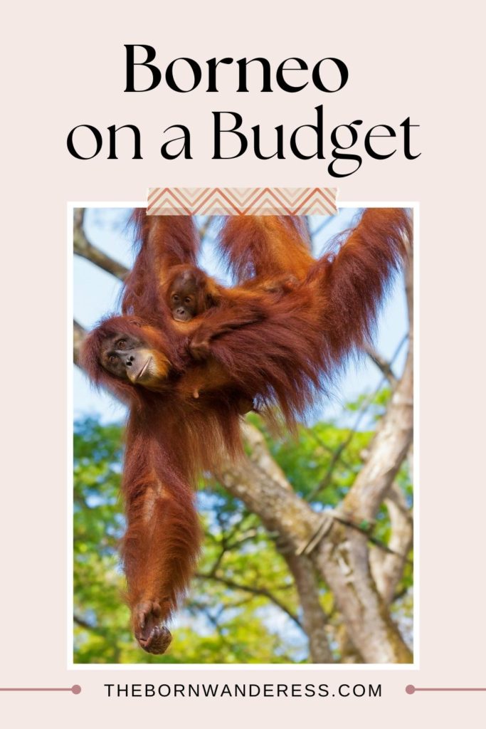 Photo of a orangutan in the trees while holding a baby. Text above the photo reads "Borneo on a Budget."