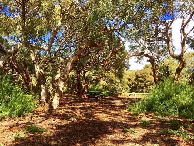 a densely wooded campsite at Waitpinga