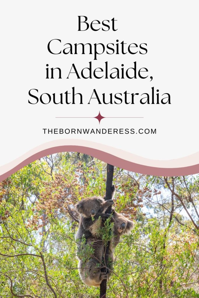 Photo of koalas hugging a tree in Belair National Park in Adelaide, South Australia.