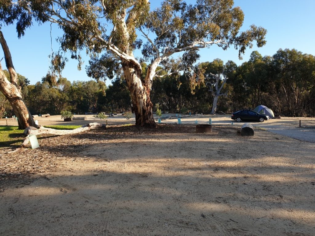 A camper has set up their tent next to their car at Pink Gum Campsite. There is a large Eucalypt tree shading teh campsite 