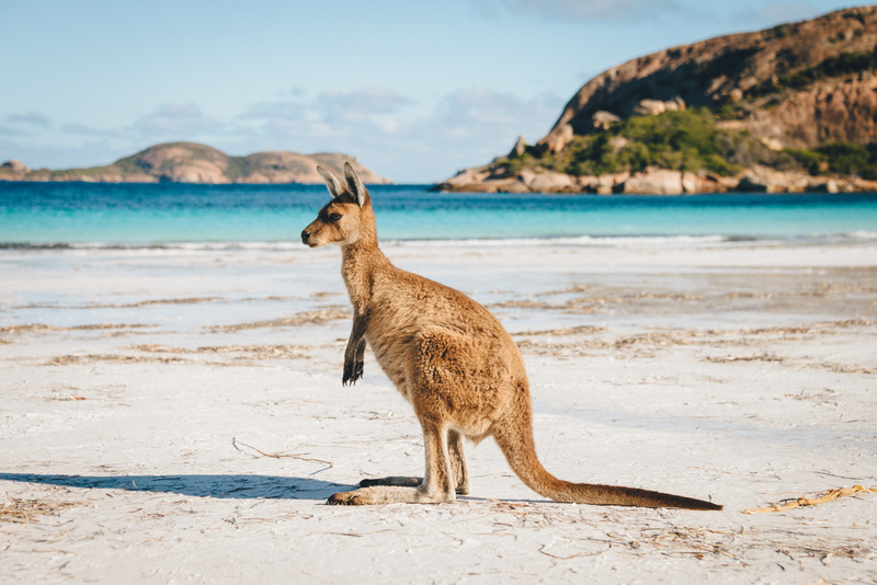 Kangaroo at Lucky Bay in the Cape Range National Park near Esperance, Western Australia