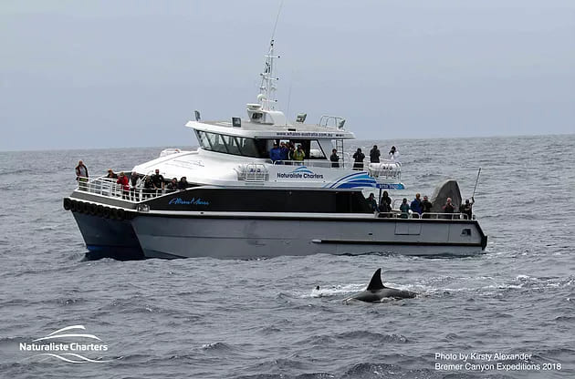 Naturaliste Charter boats with tourists on board, watching a whale from the edge of the boat. there is a killer whale in the foreground, slightly above the waterline, showing its dorsal fin