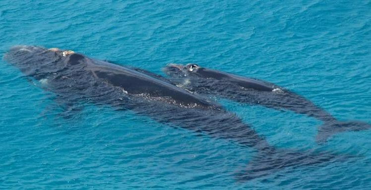 a southern right whale and her calf gliding through the clear blue water