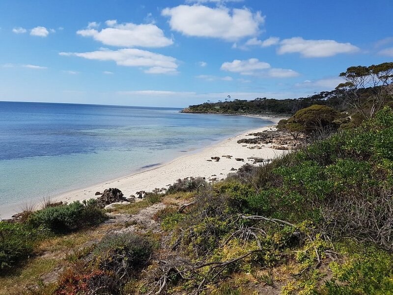 An image of the bushland that creeps right to the edge of the white sandy shores on Browns beach on Kangaroo Island. the water is to the middle-left of the image and is completely flat.