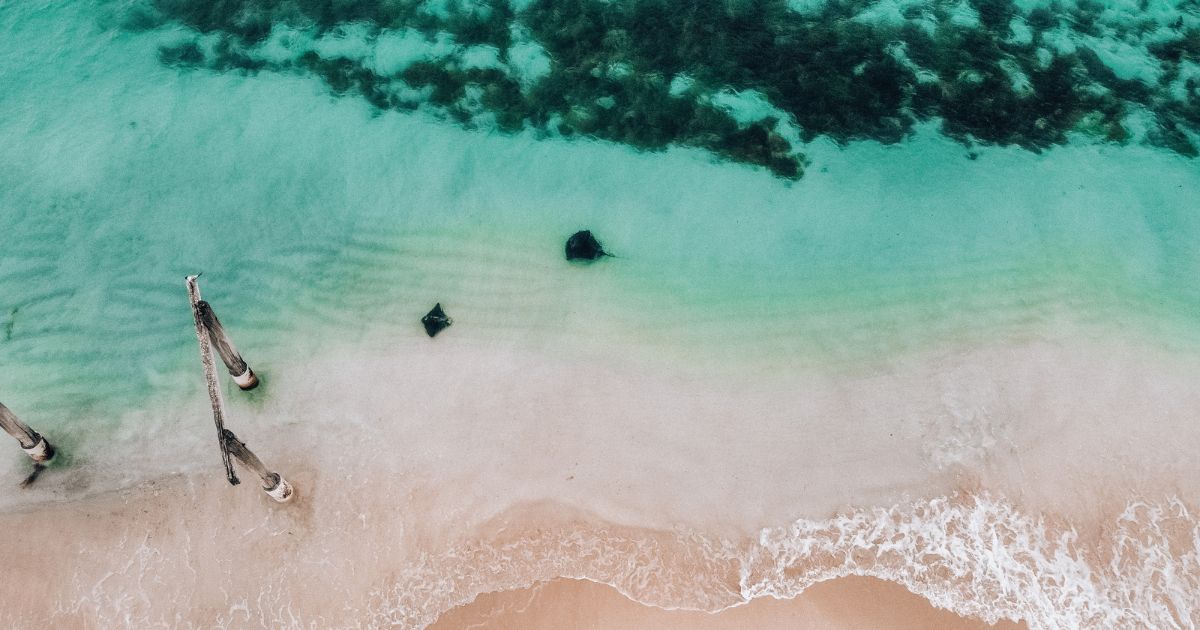 aerial drone photo of two Hamelin Bay stingrays visible in the clear blue water. there is dark seaweed at the top of the image and and some old jetty pylons in the bottom left of the image