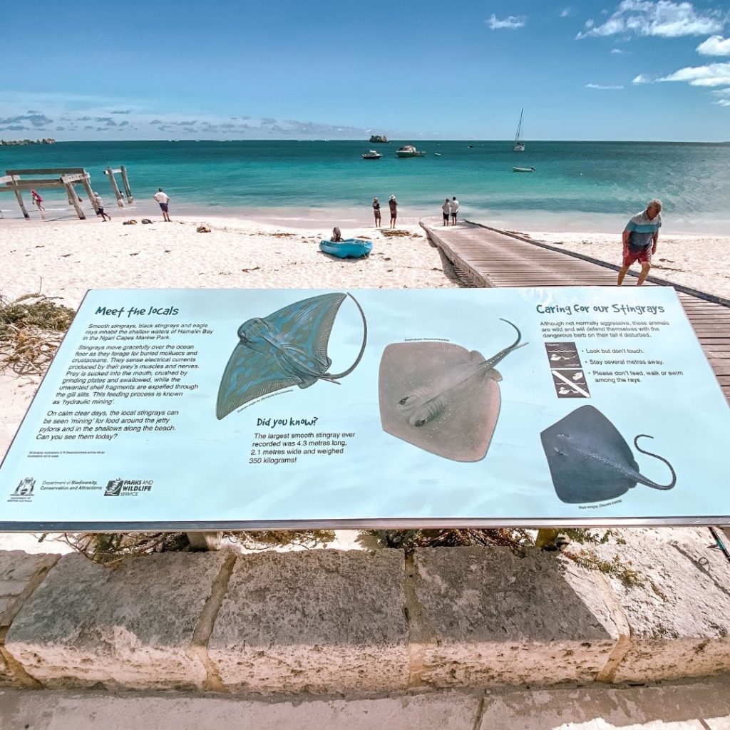 Information board highlighting the different stingrays in the Hamelin Bay area. The boat ramp is to the right of the image and the jetty pylons are to the left. directly in front is the beach and the ocean. there a few boats floating out on the blue water