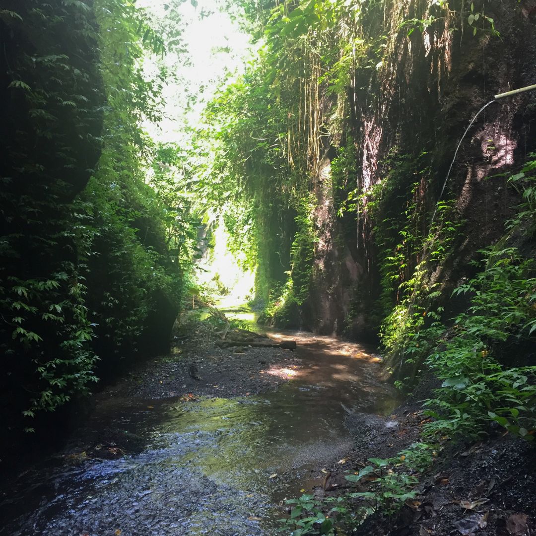 the jungle canyon walkway into Tukad Cepung Waterfall. There is a small amount of water on the canyon floor and green jungle and vines falling from the rock wall on both sides of the image 