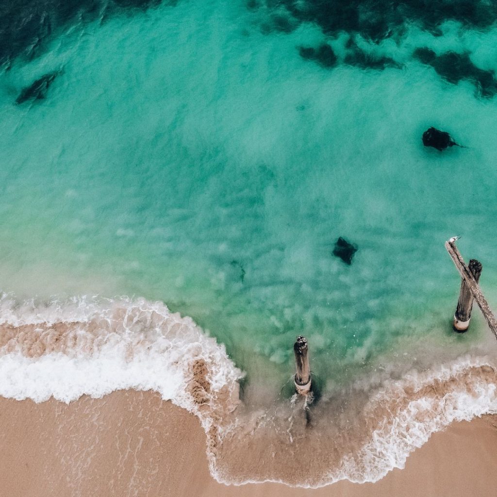 A drone shot of two sting rays and gliding from right to left of the image. swimming away from them on left is a shark! They are all close to shore with the beach visible at the bottom of the image and dark seaweed visible at the top. the old jetty pylons are also visible in the bottom right of the image