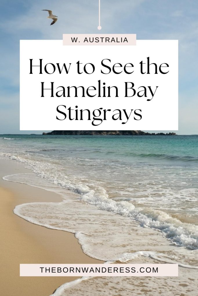 Photo of the beach at Hamelin Bay in Western Australia. Text above the photo reads: How to See the Hamelin Bay Stingrays.