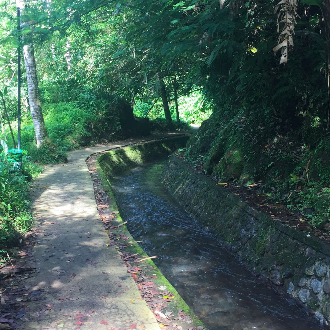 a walking path is on the left of the image and to the right is a small stream of water. the path and creek are surrounded by lush green jungle