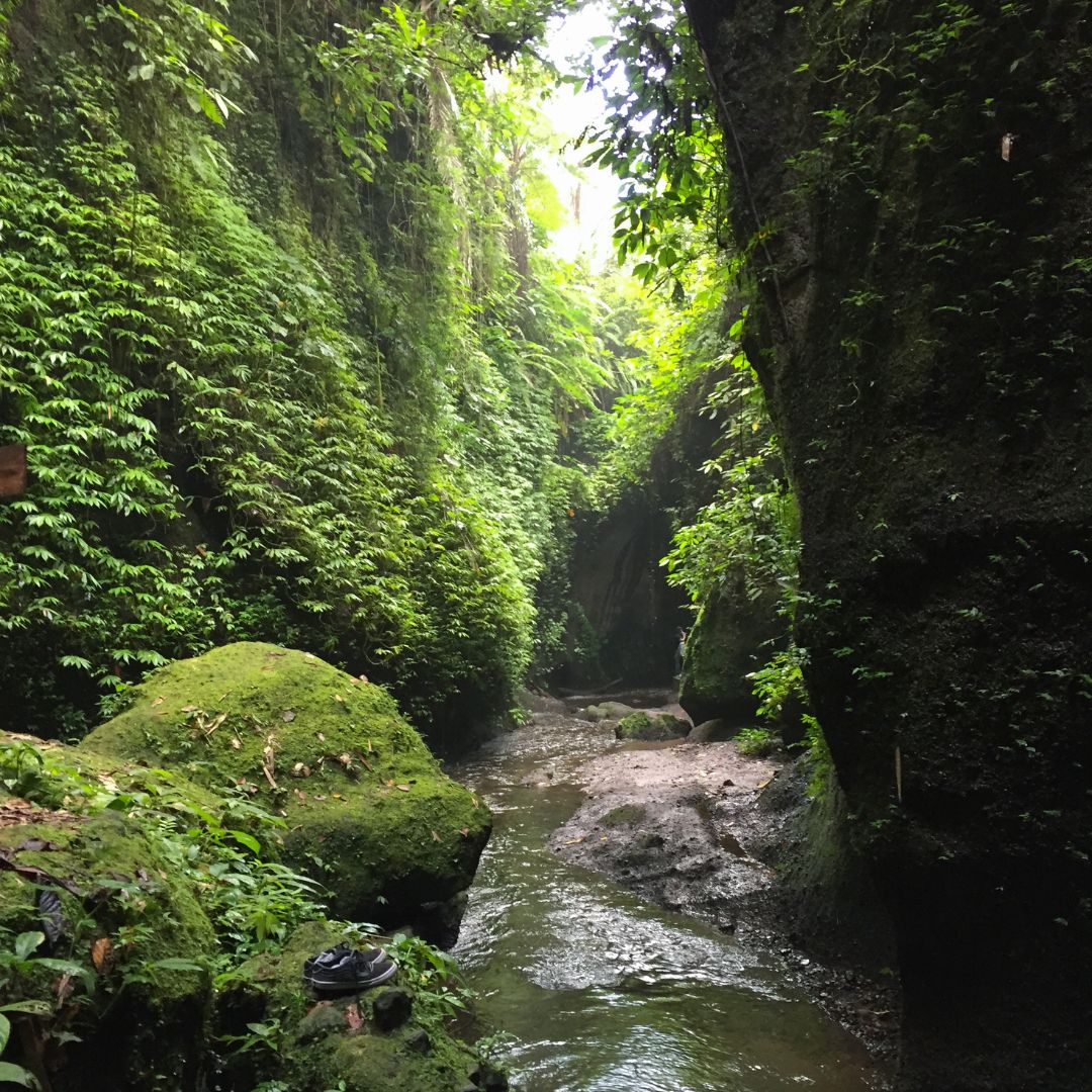 the jungle canyon walkway into Tukad Cepung Waterfall. There is a small amount of water on the canyon floor and green jungle falling from the rock wall on both sides of the image and green moss covered rocks on the left of the image and creek