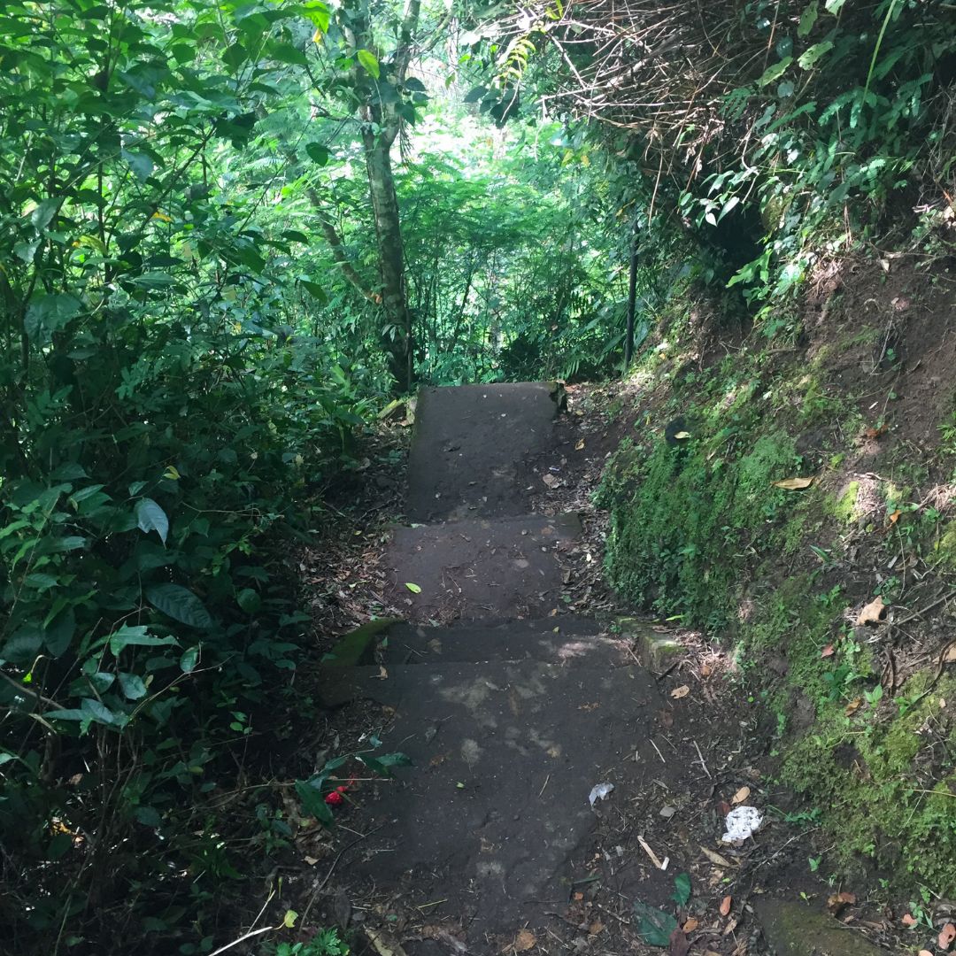 an image of the mud stairs at the top of the canyon. green jungle is on either side of the brown mud stairs