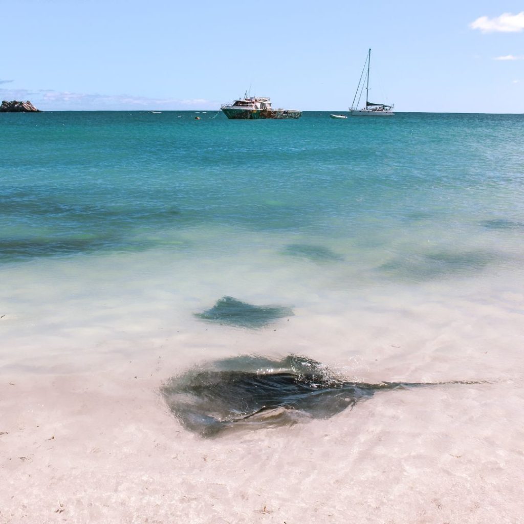 two stingrays close to the waters edge, one larger in front of a smaller one. In the background are boats and yachts floating in the distance