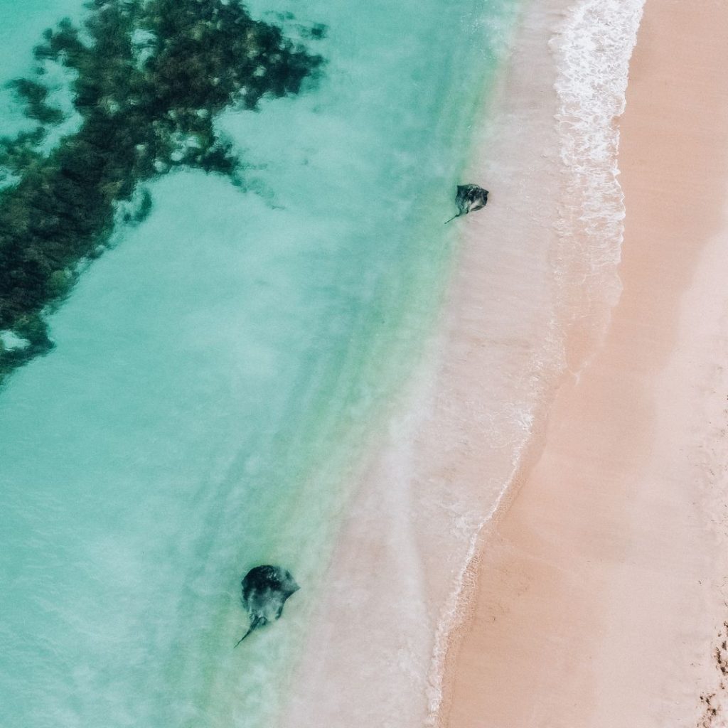 two stingrays gliding in the water close to shore. There is one large stingray at the bottom of the image following a smaller stingray closer to the top of the image. there is dark seaweed to the left of the image and white sand on the right of the image