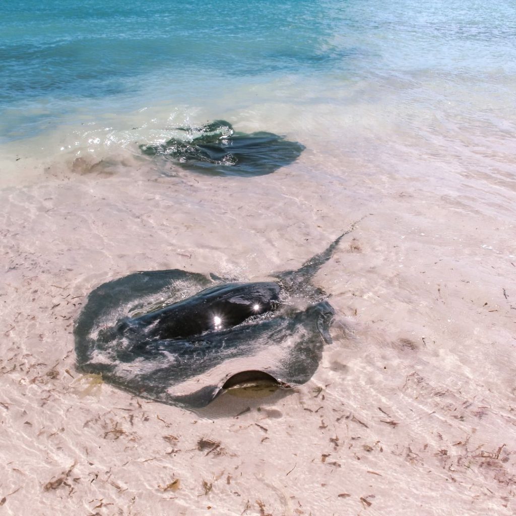 two Hamelin Bay stingrays close to shore. one in the foreground is half out the water and showing his wing out the water. the stingray at the back is totally under water but still visible