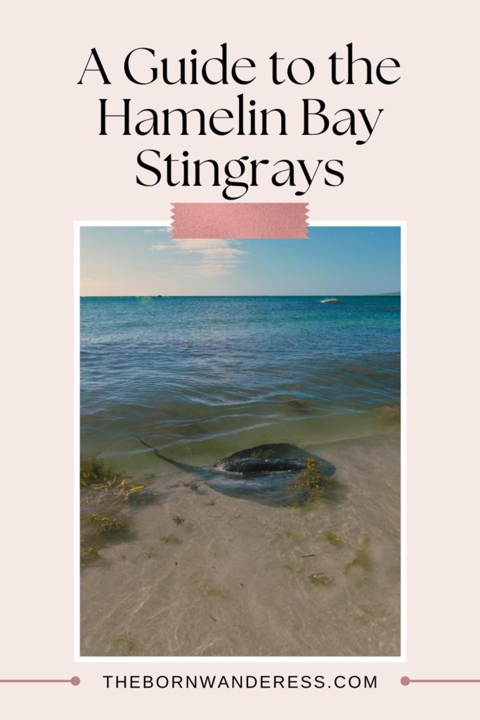 Photo of a stingray in Hamelin Bay near the beach. Text above the photo reads "A Guide to the Hamelin Bay Stingrays."